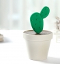 palillero cactus
